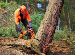 How Our Tree Care Process Works  in Ellsworth, WI